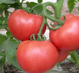 深圳宏泰发 深耕龙岗，服务深圳的农产品与工厂蔬菜配送专家