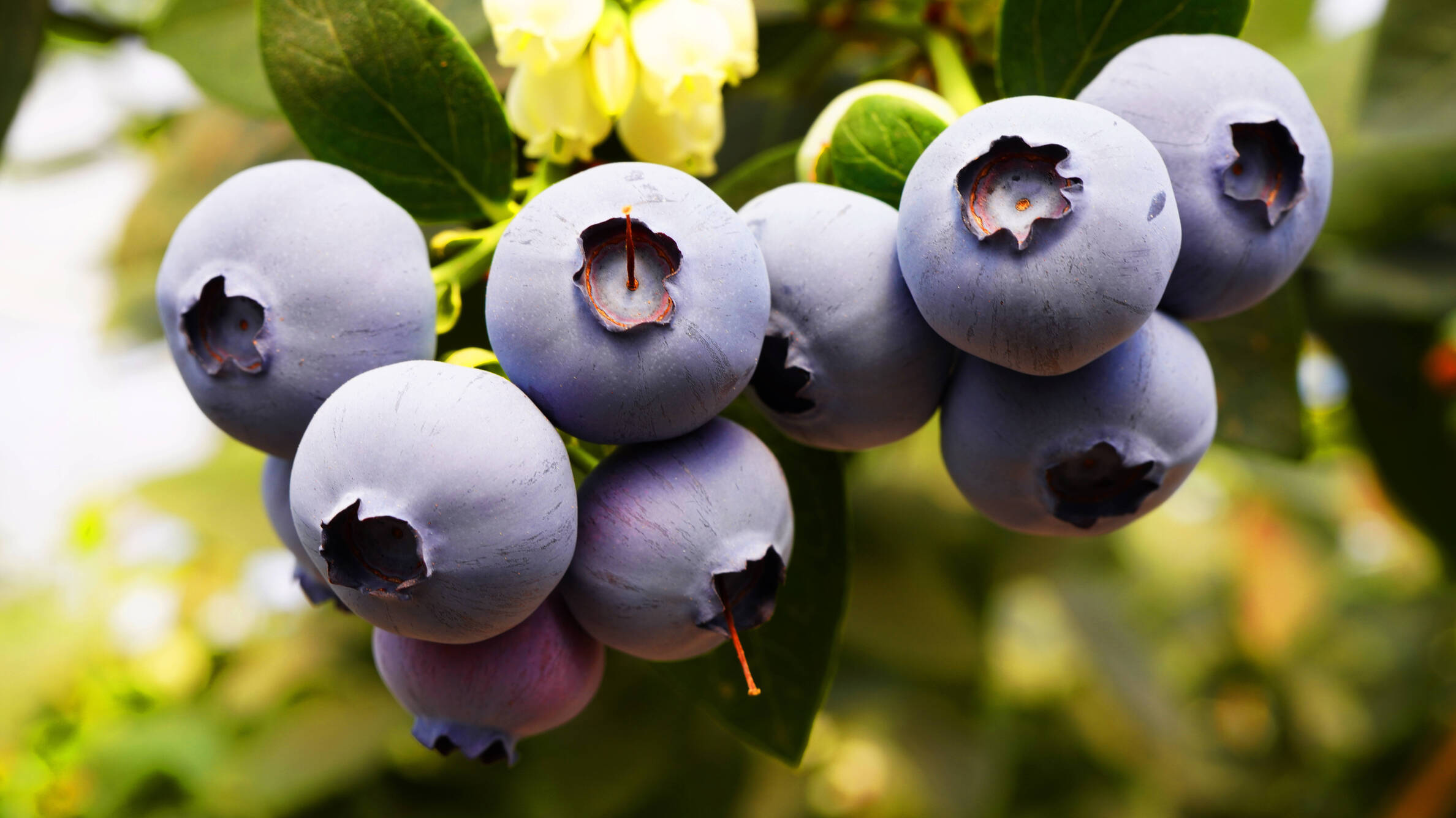 永仁蓝莓荣膺“全国名特优新农产品” 彩云之南的蓝色瑰宝