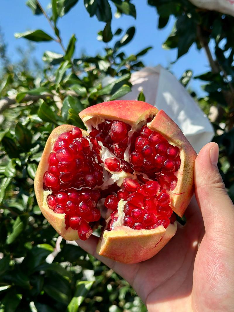石榴界的爱马仕 突尼斯软籽石榴，颠覆你对水果的想象