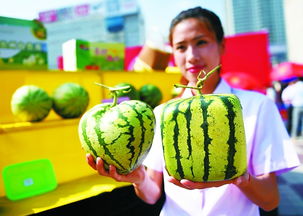 皋兰西瓜变形记 从田间佳果到生活好物