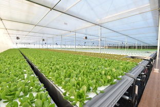 揭秘京东植物工厂 年产19茬蔬菜的“恐怖”生产力与未来农业新图景