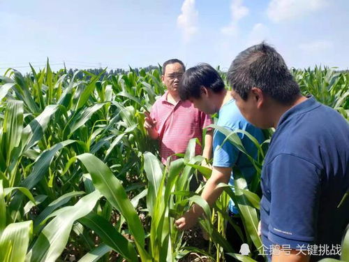 南阳大宗农产品积极行动 灾后抢抓先机，确保丰收梦成真