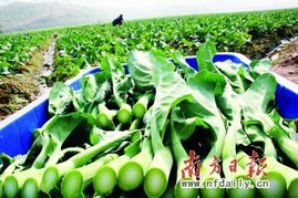 阳山建设“三基地一名城” 绿色经济引领农产品谱新篇