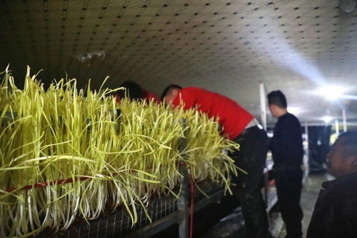 丰县工厂化农产品 从“开割”到“晒金”直通生活日用品