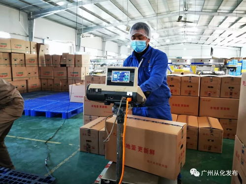 从化果蔬企业 持续供应，超市农产品不断档